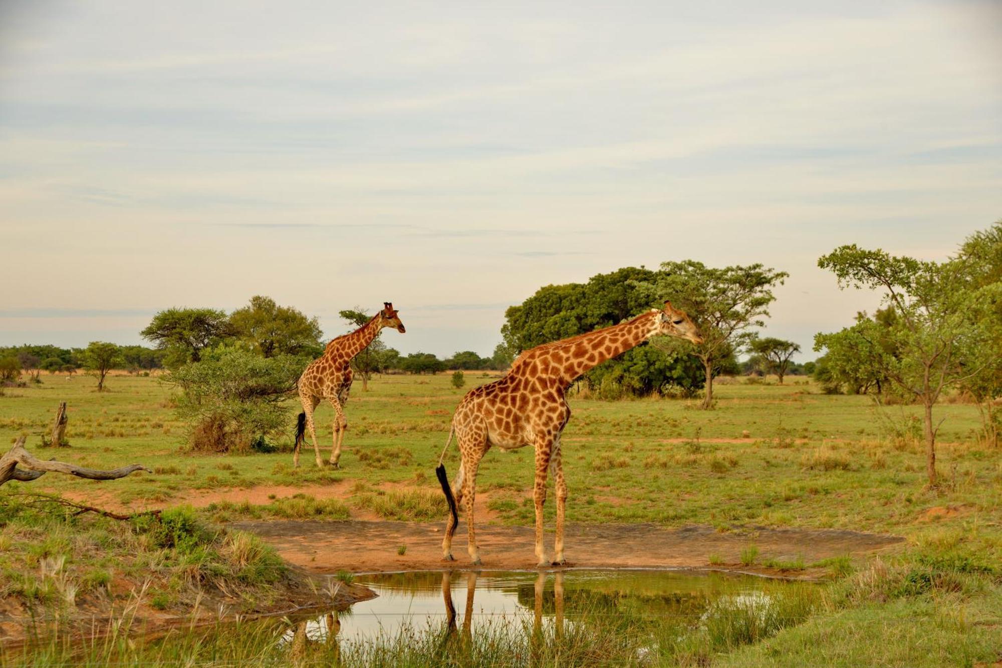 Safari Plains Mabula Game Reserve Exterior foto